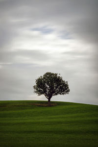 Lonely tree on a meadow with moving clouds