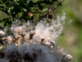 Close-up of dandelion on plant