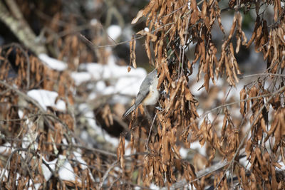 Close-up of dried plant on field