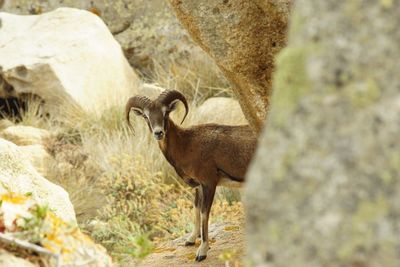 Portrait of mouflon in asinara national park