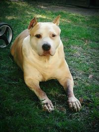 Portrait of dog on field