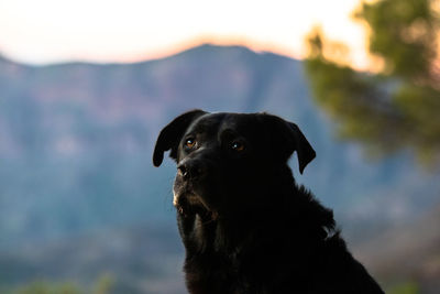 Portrait of black dog looking away