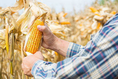 Midsection of man holding corn