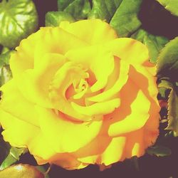 Close-up of yellow flowers