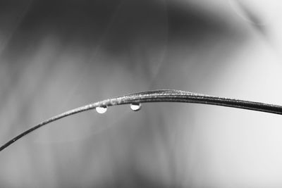 Close-up of water drops on plant