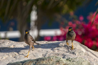 Bird perching on rock