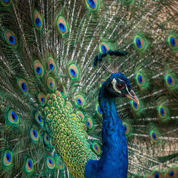 Full frame shot of peacock