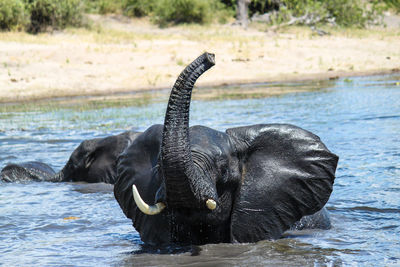 Close up of elephants in water