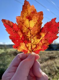 Close-up of hand holding maple leaves during autumn