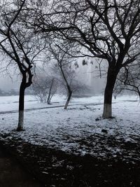 Bare trees on snow covered land during winter