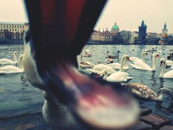 Close-up of hand feeding birds in water