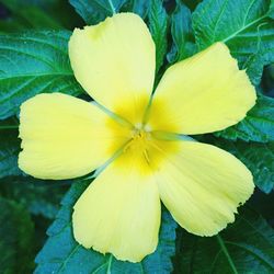 Close-up of yellow flower