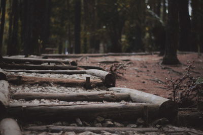 Close-up of log in forest