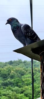 Close-up of bird perching on a tree