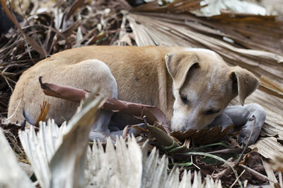 Close-up of dog sleeping