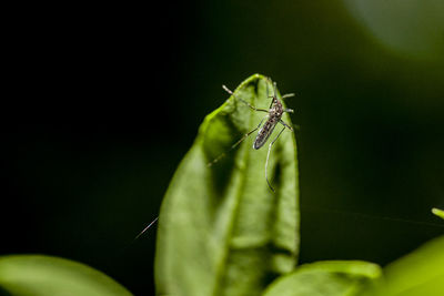 Close-up of grasshopper