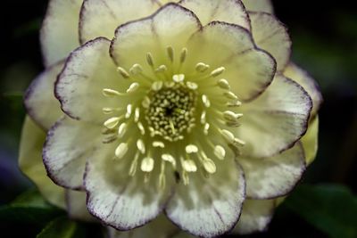 Close-up of flower blooming outdoors