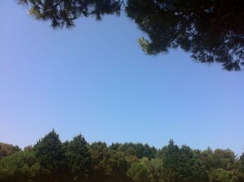 Low angle view of trees against clear blue sky