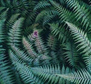 Full frame shot of fern tree