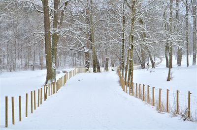 Snow covered land amidst trees during winter