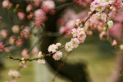 Close-up of pink flowers on branch