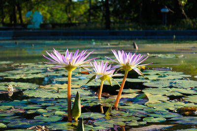 Close-up of water lily in lake