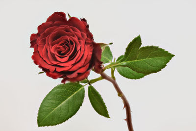 Close-up of red rose against white background