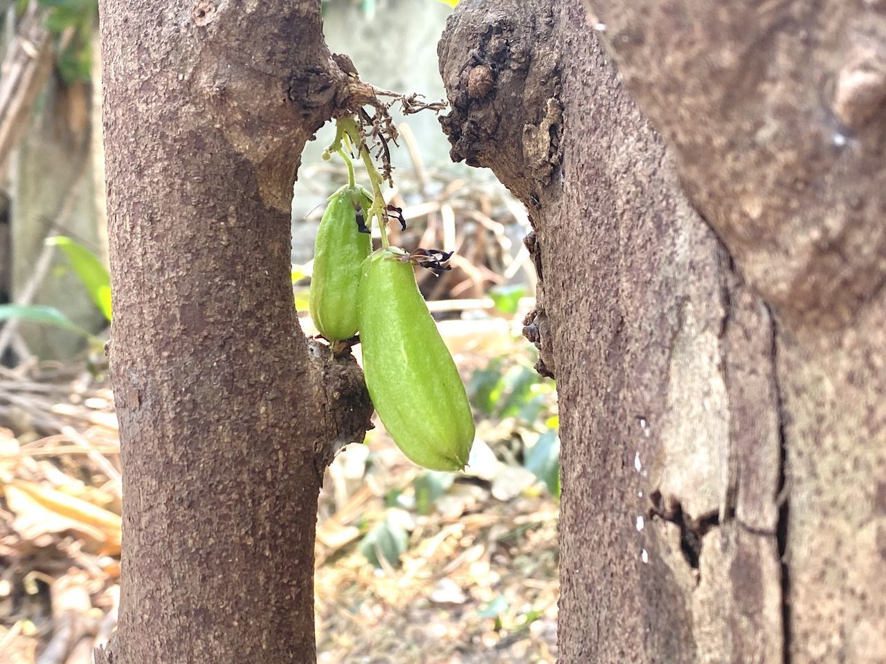 CLOSE-UP OF INSECT ON LEAVES