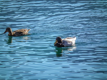 Ducks swimming in water