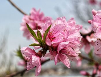 Close up image of a pink cherry blossom branch with popular custom coloring.