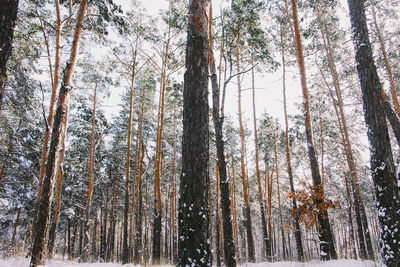 Low angle view of bamboo trees in forest