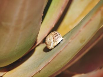 Close-up of snail on leaf