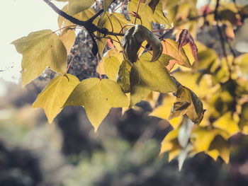 Close-up of yellow maple leaves on tree