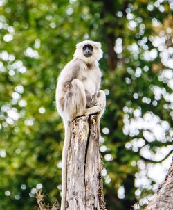 Low angle view of monkey sitting on tree trunk