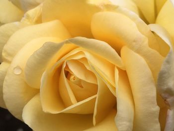 Close-up of yellow rose flower