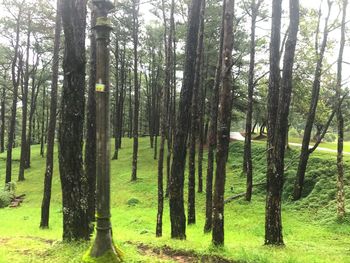 Trees on field in forest