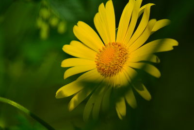 Close-up of yellow flower