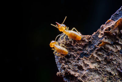 Close-up of insect on rock