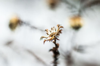 Close-up of dried plant