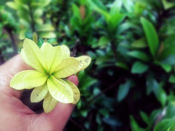 Close-up of hand holding plant