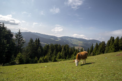 Horses in a field