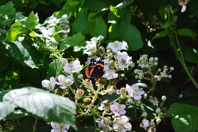 Close-up of butterfly pollinating on flower