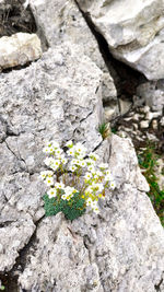 Close-up of flowering plant on rock