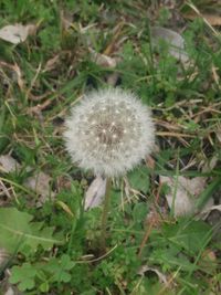 Close-up of dandelion on field