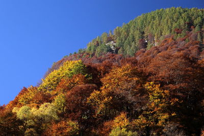 Low angle view of trees in forest against clear sky