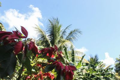 Low angle view of flower tree against sky