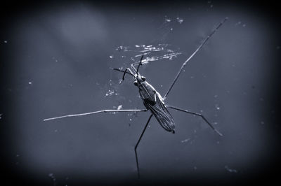 Close-up of spider on web