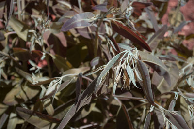 Close-up of plant