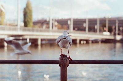 Seagull perching on wooden post