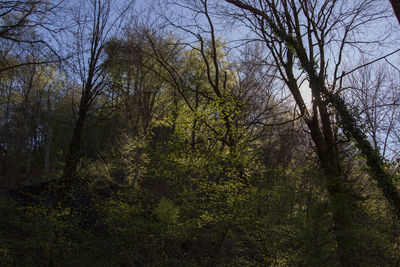 Bare trees on landscape